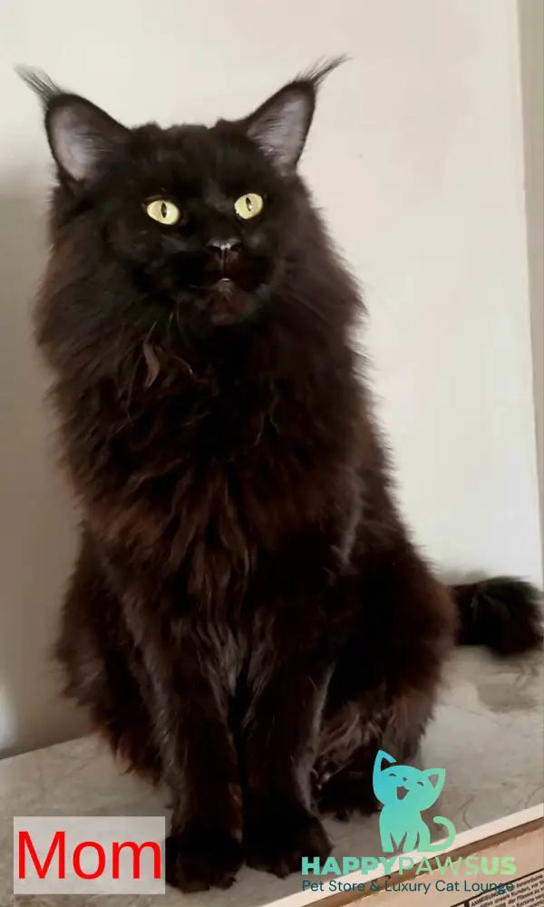Dexter Maine Coon male black silver tabby - live animals