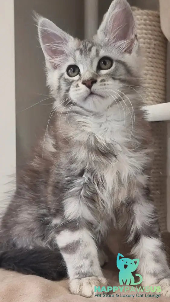 Dexter Maine Coon male black silver tabby - live animals