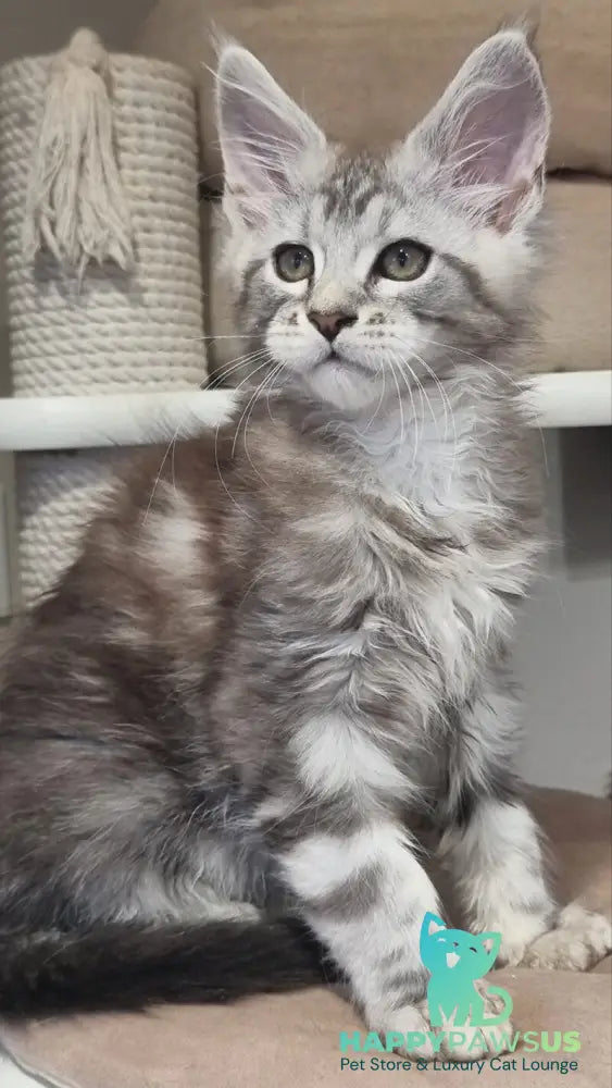 Dexter Maine Coon male black silver tabby - live animals