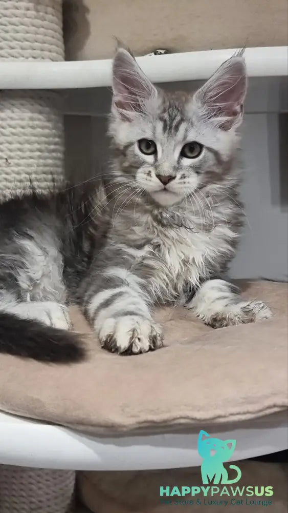 Dexter Maine Coon male black silver tabby - live animals