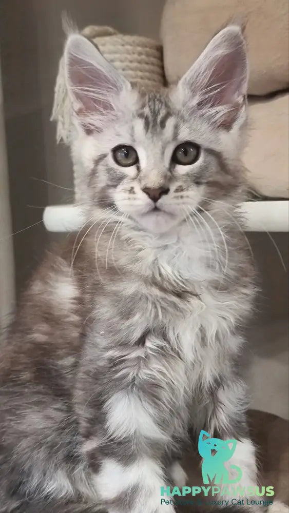 Dexter Maine Coon male black silver tabby - live animals