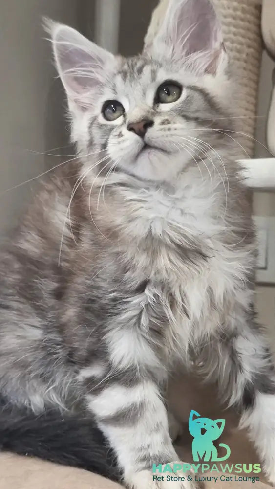 Dexter Maine Coon male black silver tabby - live animals