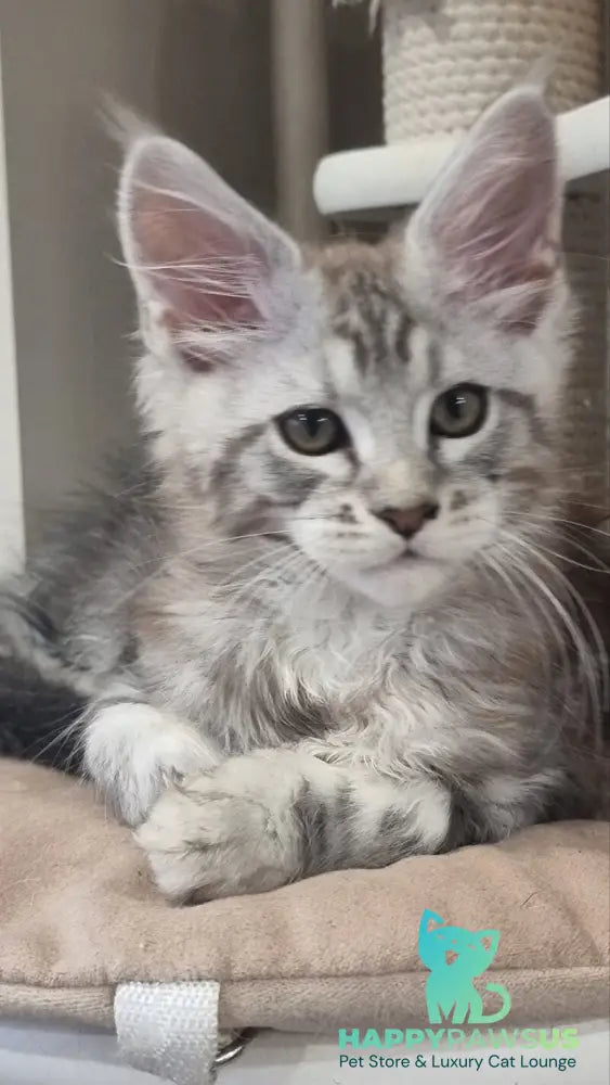 Dexter Maine Coon male black silver tabby - live animals