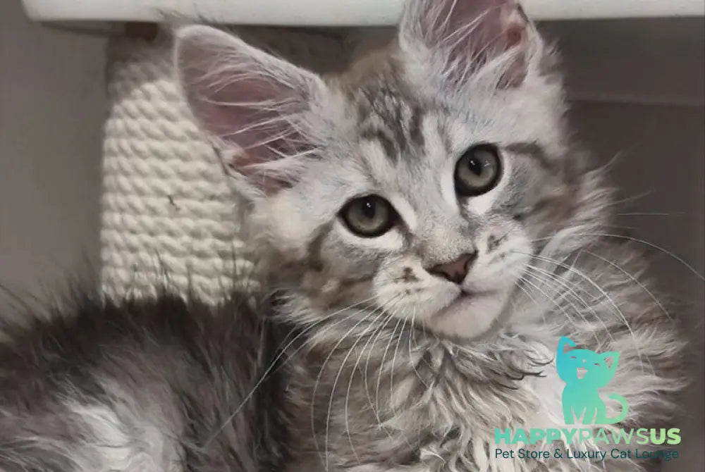 Dexter Maine Coon male black silver tabby - live animals