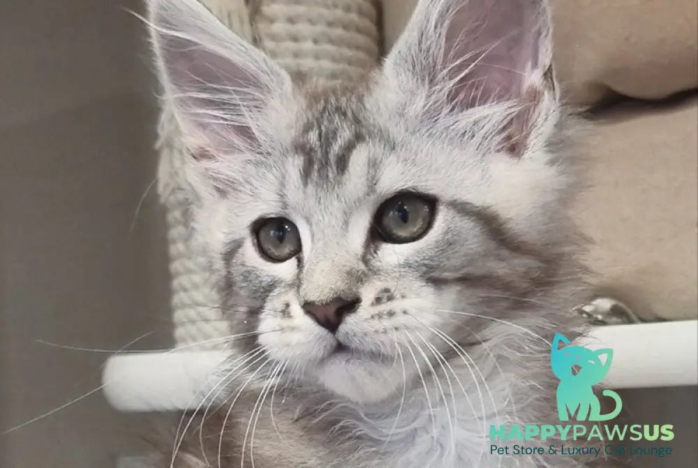 Dexter Maine Coon male black silver tabby - live animals