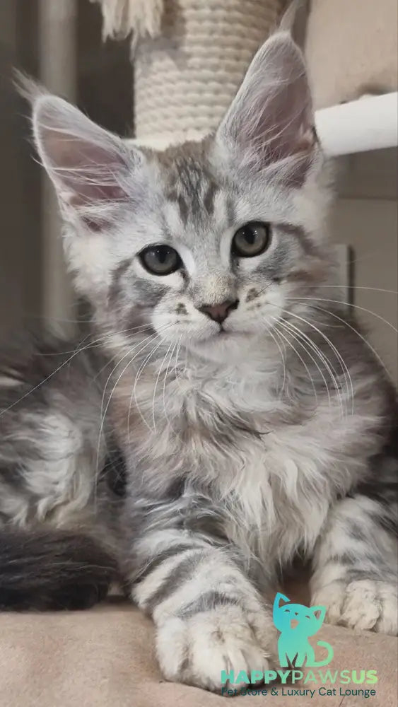 Dexter Maine Coon male black silver tabby - live animals