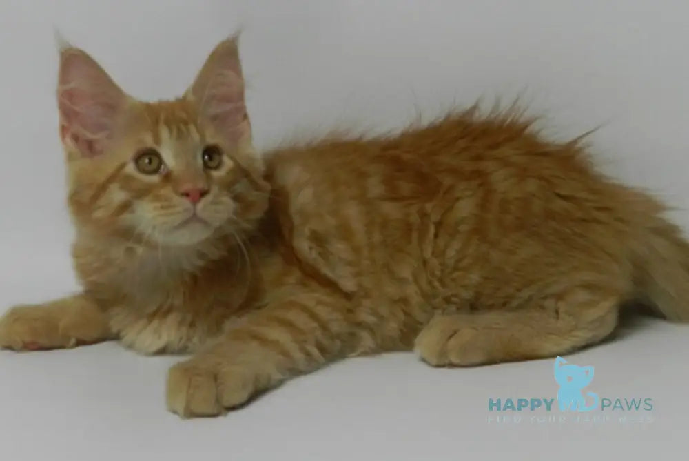 Dexter Maine Coon male red live animals
