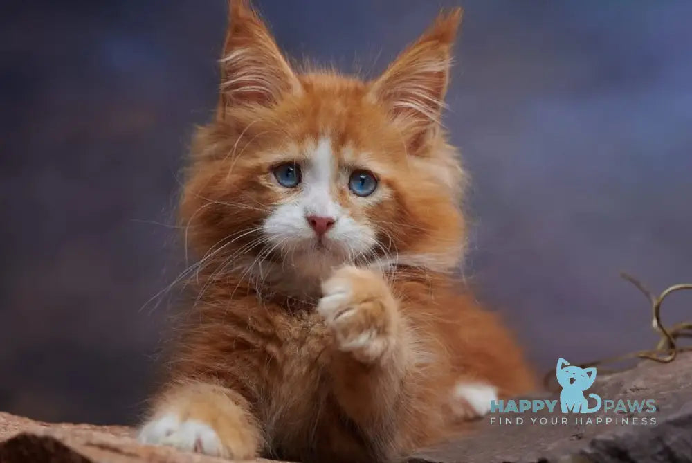Dexter Maine Coon male red tabby bicolour - live animals