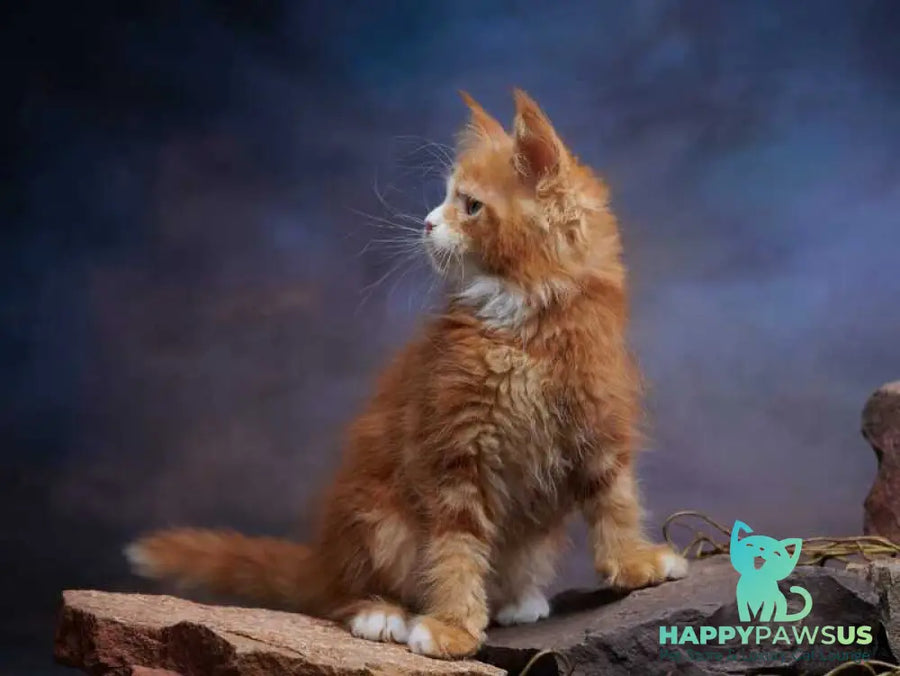 Dexter Maine Coon male red tabby bicolour - live animals
