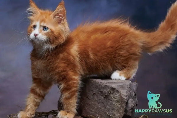 Dexter Maine Coon male red tabby bicolour - live animals
