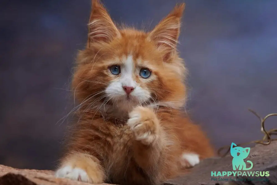 Dexter Maine Coon male red tabby bicolour - live animals