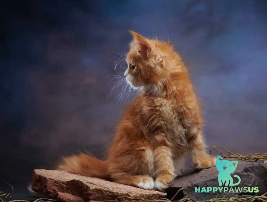 Dexter Maine Coon male red tabby bicolour - live animals
