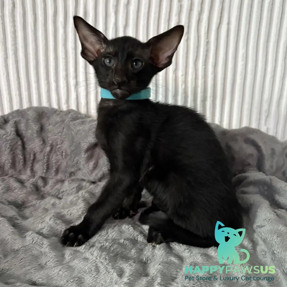 Dexter Oriental Shorthair male black - live animals
