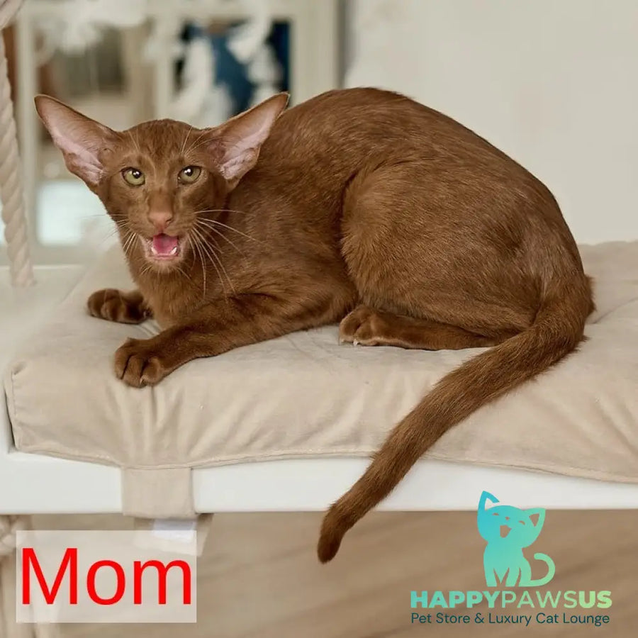 Dexter Oriental Shorthair male black - live animals