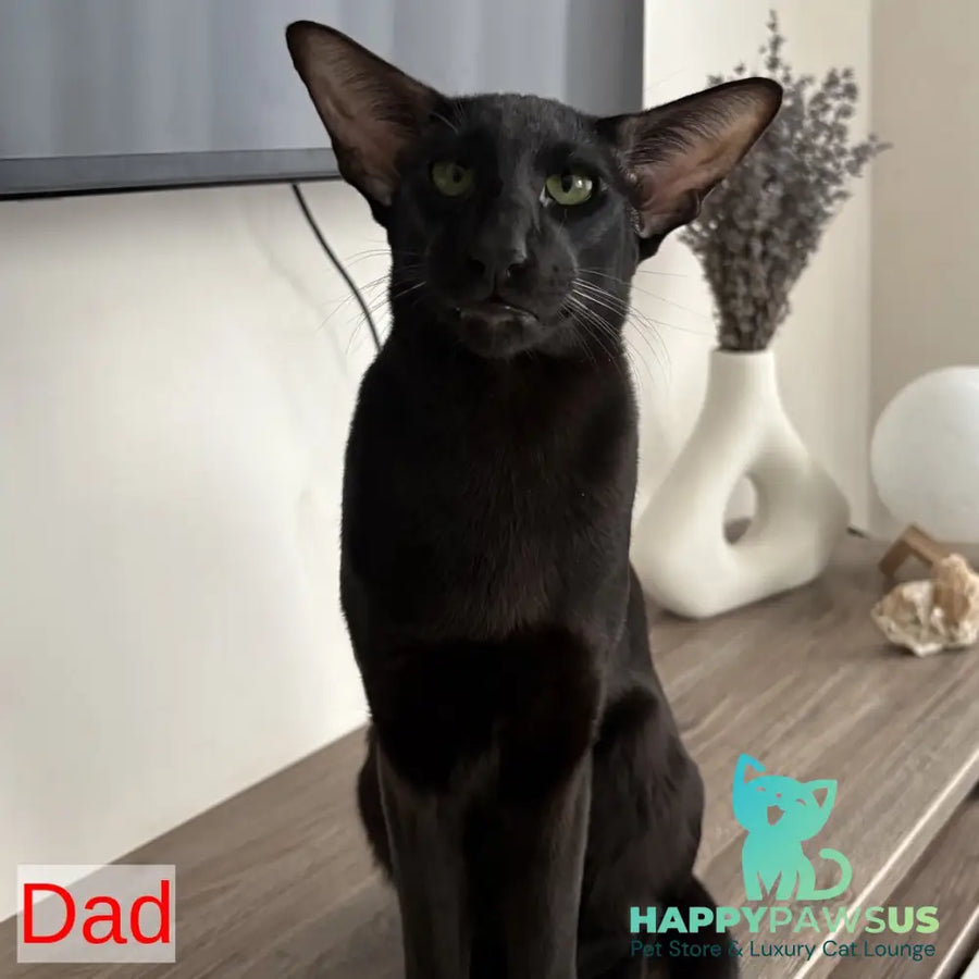 Dexter Oriental Shorthair male black - live animals