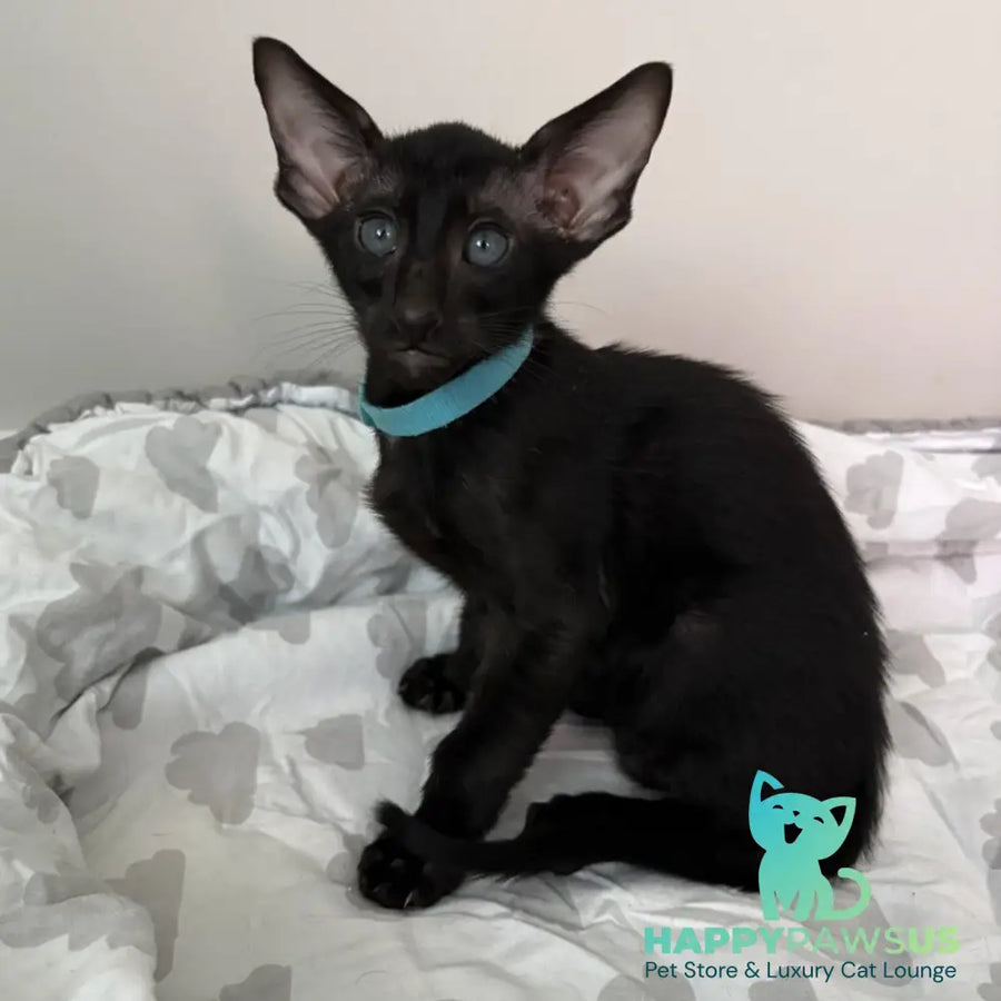 Dexter Oriental Shorthair male black - live animals