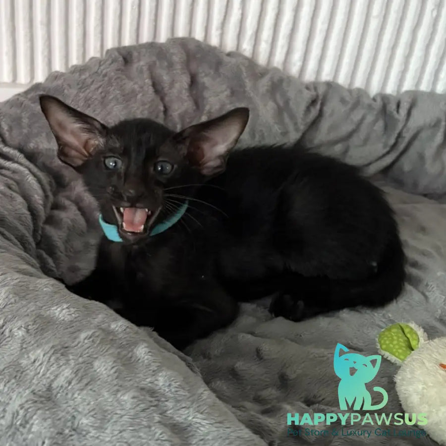 Dexter Oriental Shorthair male black - live animals