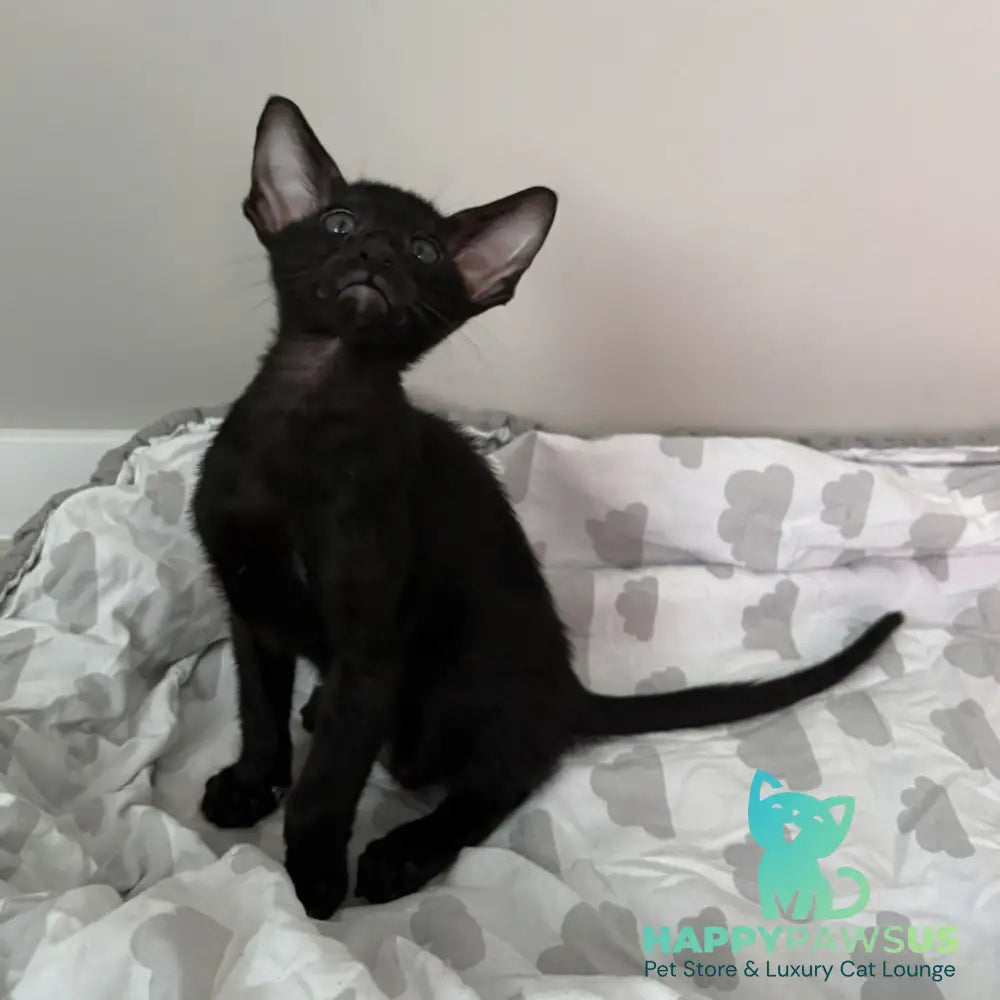 Dexter Oriental Shorthair male black - live animals