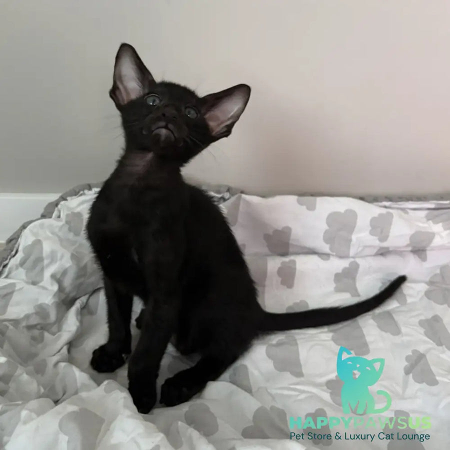 Dexter Oriental Shorthair male black - live animals