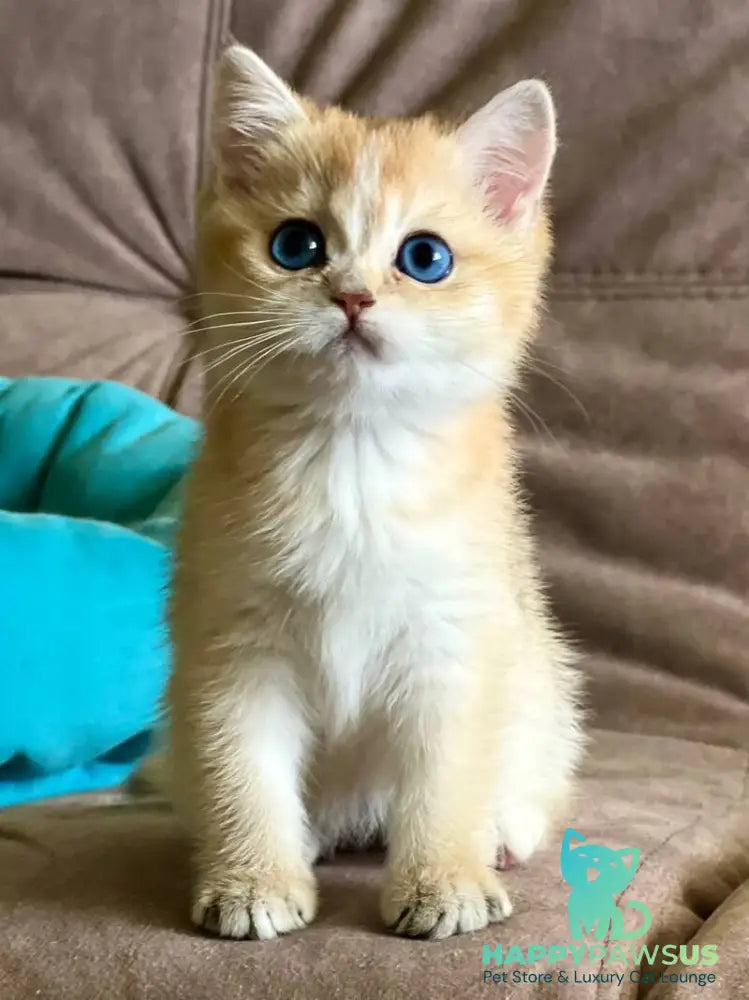 Deya British Shorthair female black golden shaded - live animals