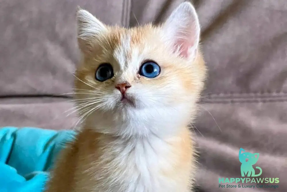 Deya British Shorthair female black golden shaded - live animals
