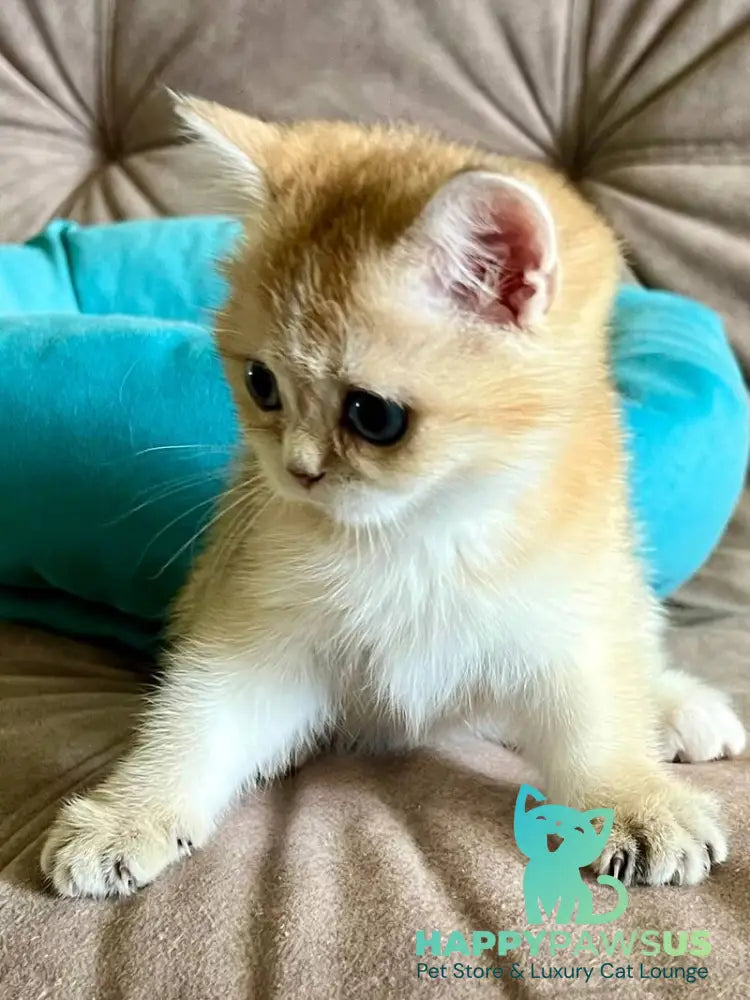 Deya British Shorthair female black golden shaded - live animals