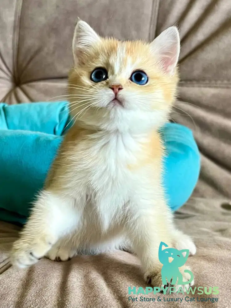 Deya British Shorthair female black golden shaded - live animals