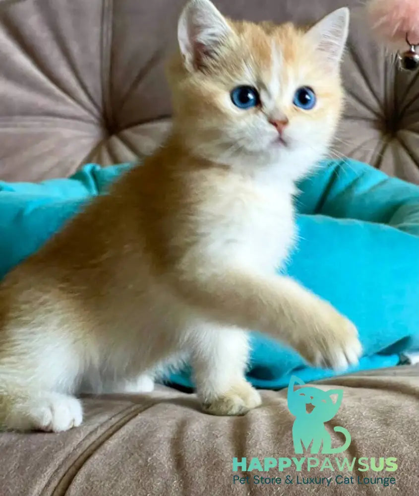 Deya British Shorthair female black golden shaded - live animals