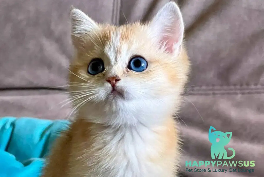 Deya British Shorthair female black golden shaded - live animals