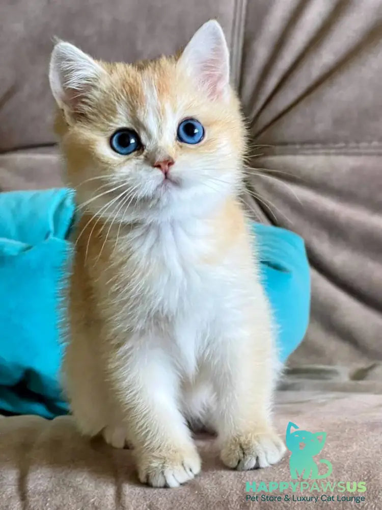 Deya British Shorthair female black golden shaded - live animals