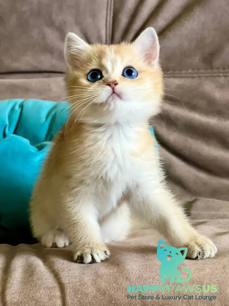 Deya British Shorthair female black golden shaded - live animals