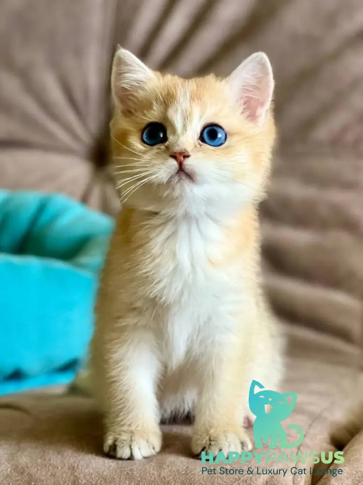 Deya British Shorthair female black golden shaded - live animals
