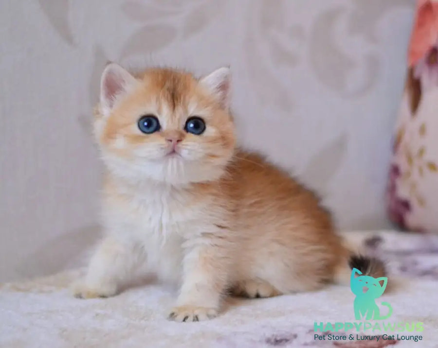 Deya British Shorthair male black golden chinchilla - live animals