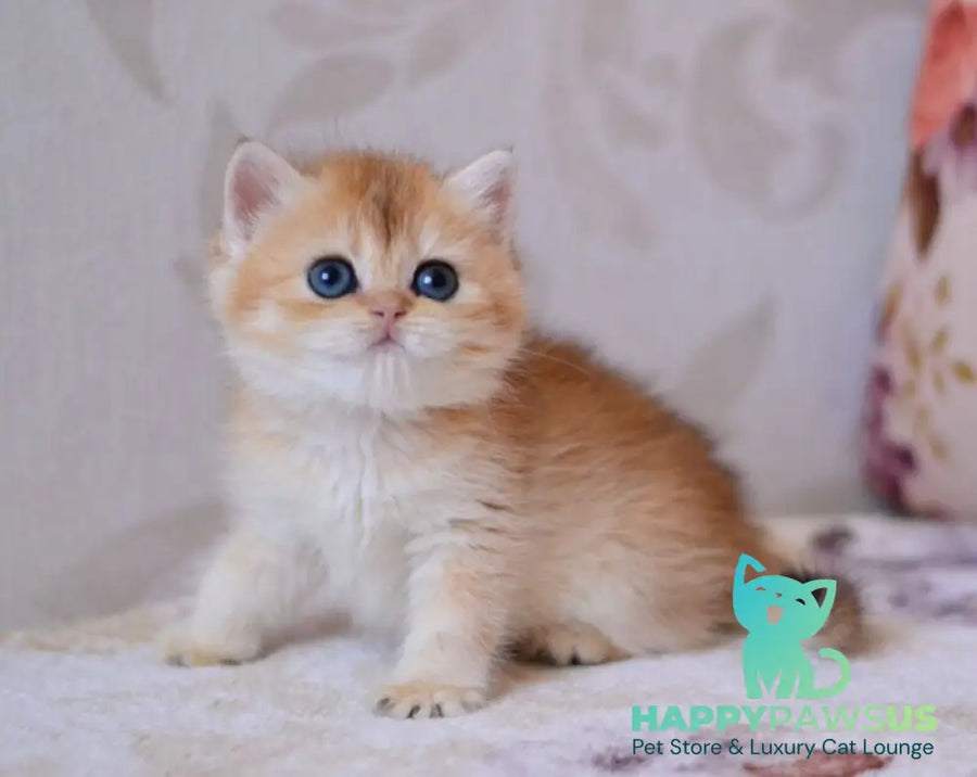 Deya British Shorthair male black golden chinchilla - live animals