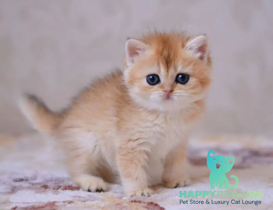 Deya British Shorthair male black golden chinchilla - live animals
