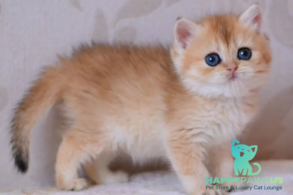 Deya British Shorthair male black golden chinchilla - live animals