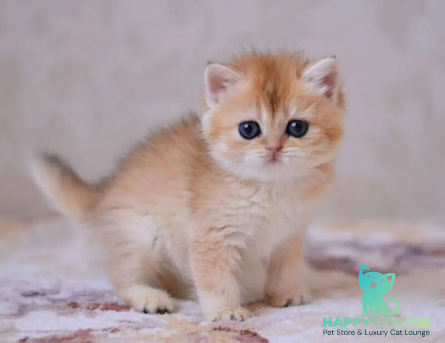 Deya British Shorthair male black golden chinchilla - live animals