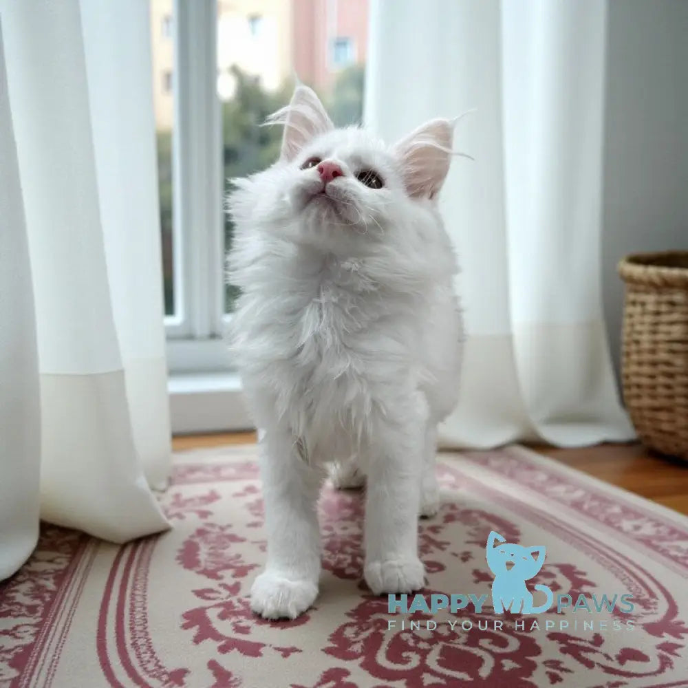 Deyla Maine Coon female white live animals