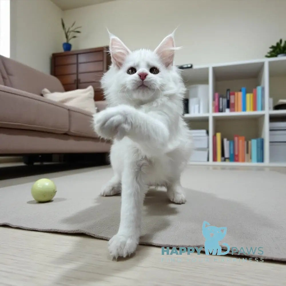 Deyla Maine Coon female white live animals