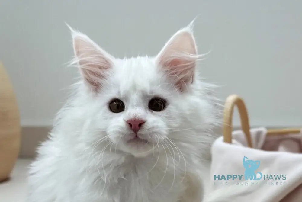 Deyla Maine Coon female white live animals