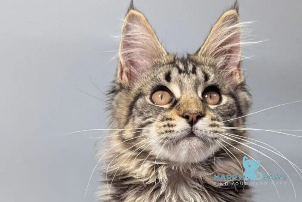 Deysi Maine Coon female black tabby live animals