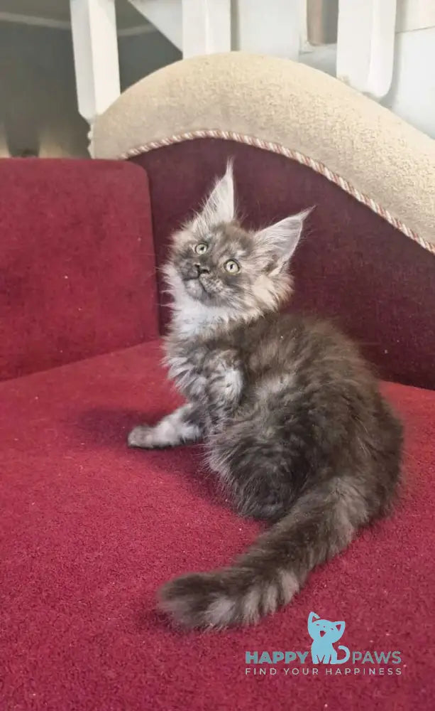 Dgaretta Maine Coon female black silver live animals
