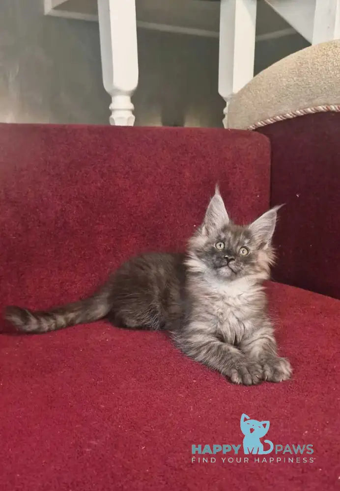 Dgaretta Maine Coon female black silver live animals