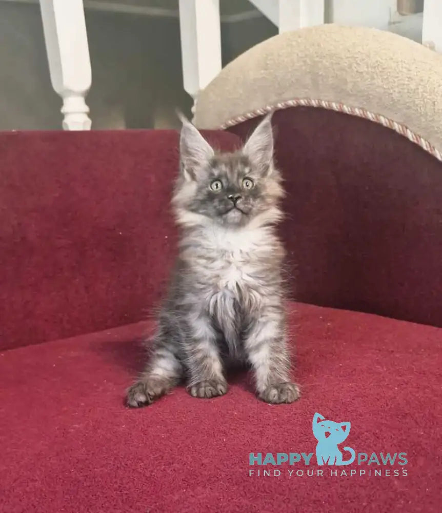 Dgaretta Maine Coon female black silver live animals