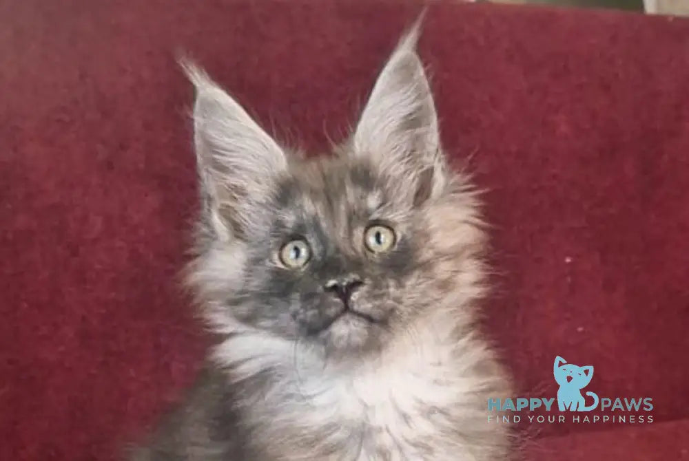 Dgaretta Maine Coon female black silver live animals