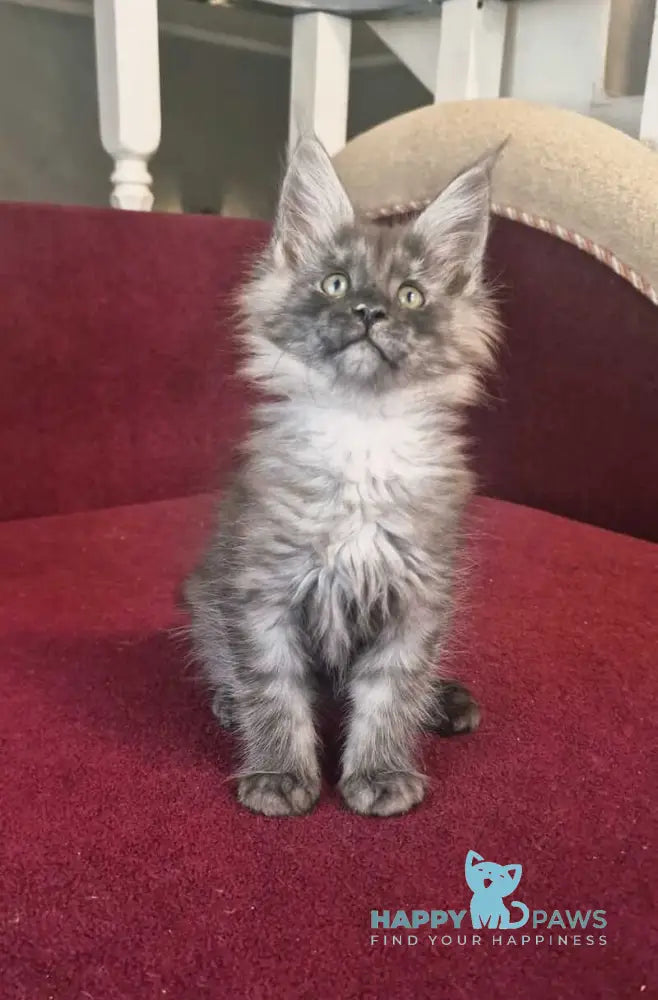 Dgaretta Maine Coon female black silver live animals