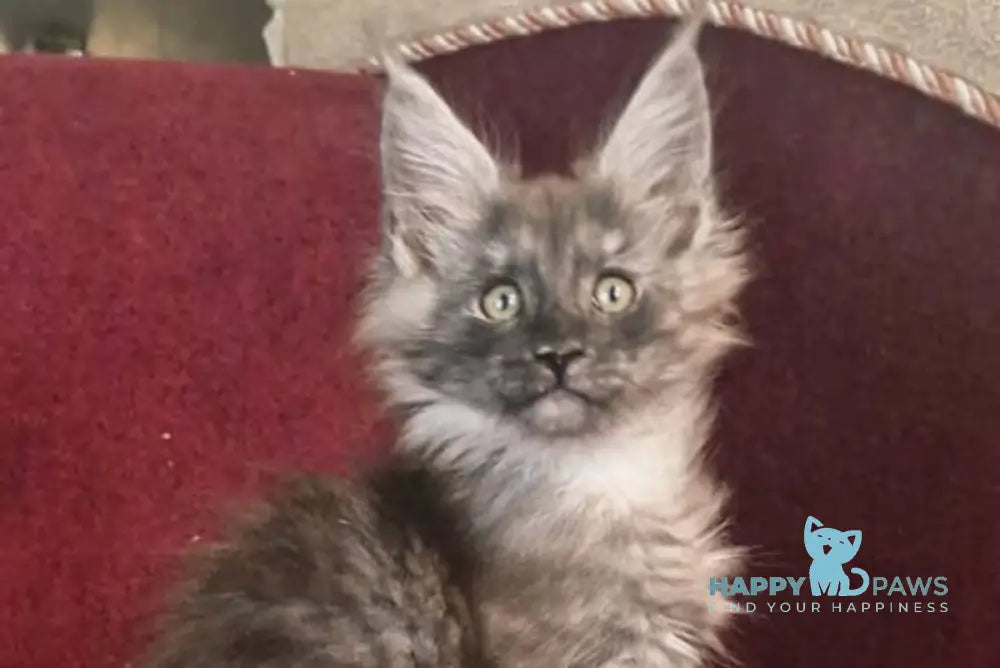 Dgaretta Maine Coon female black silver live animals