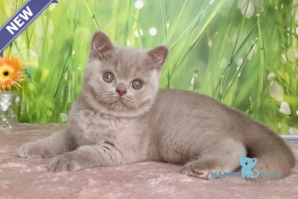 Diadem British Shorthair female fawn live animals