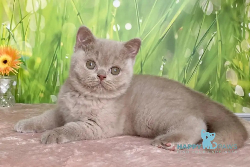 Diadem British Shorthair female fawn live animals