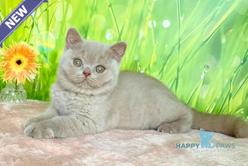 Diadem British Shorthair female fawn live animals